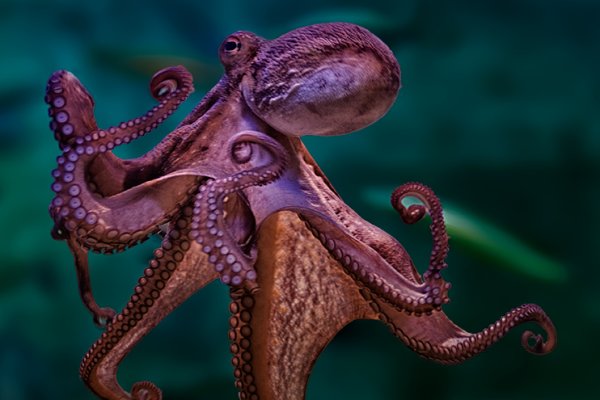 Kraken пользователь не найден при входе